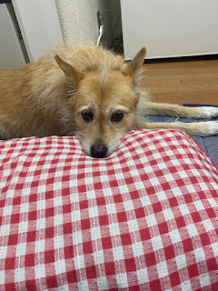 犬が毛布の入った枕カバークッションに顎を載せています