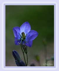 card_20110621_bluebell