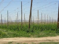 Hops field