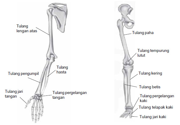 Tulang Anggota Gerak