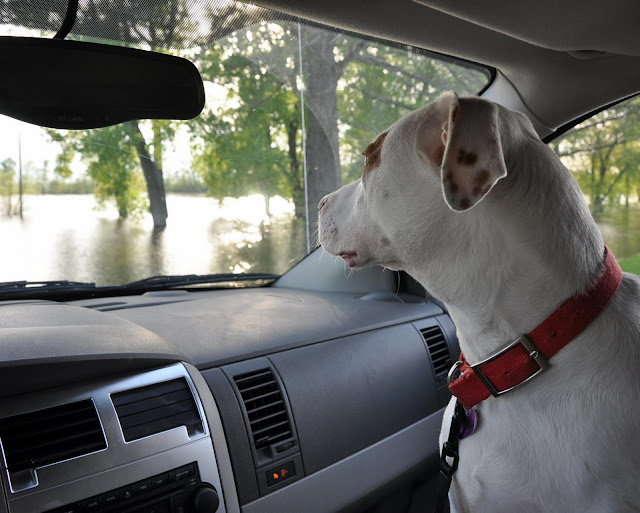 Ziggy in car looking out at water