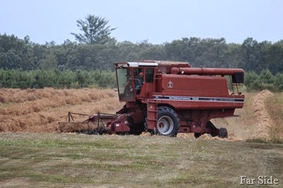 Steve combining the peas