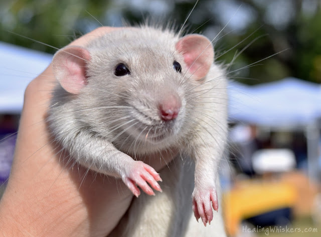 Oliver at the Berry College Farmer's Market