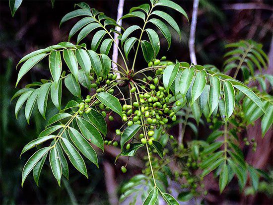 Cây Sơn - Rhus succedanea - Nguyên liệu làm thuốc Có Chất Độc