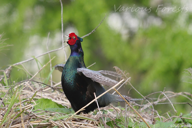 Pheasant in Tokyo Hachiouji