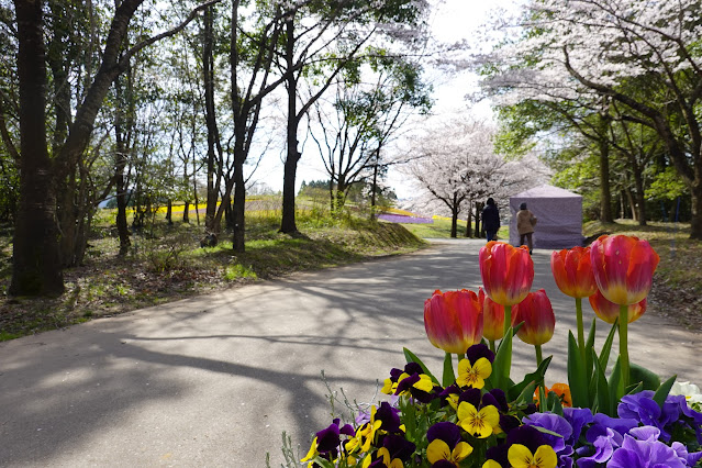 鳥取県西伯郡南部町鶴田 とっとり花回廊 桜まつり ソメイヨシノ（染井吉野）