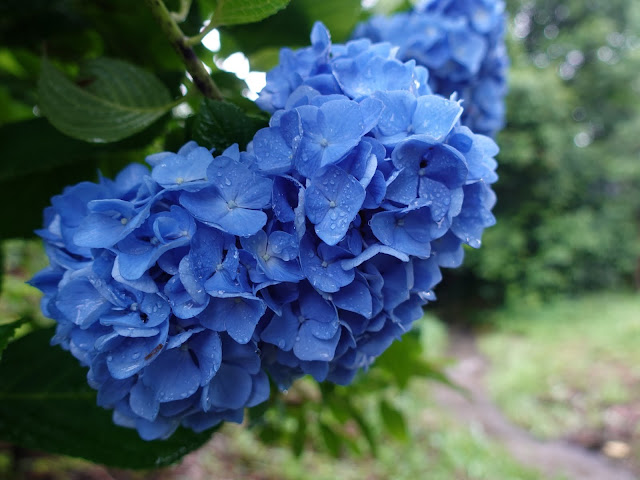 鳥取県米子市尾高　あじさい園　アジサイ（紫陽花）