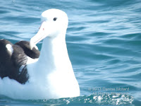Wandering albatross off Kaikoura Peninsula, NZ - by Denise Motard, Feb. 2013