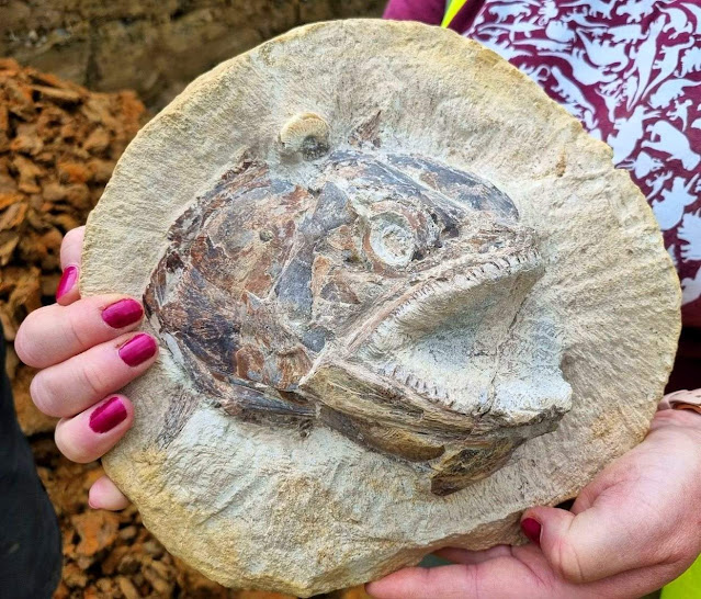 The 183-million-year-old fossilized skull of Pachycormus. Image credit: Dean Lomax.