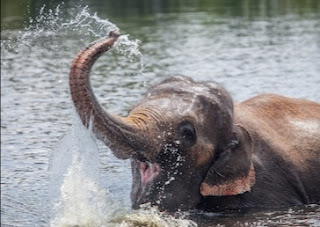 An Elephant enjoying