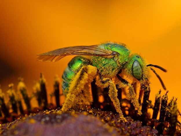 8 oddly colored creatures, amazing creatures, Metallic Green Bees