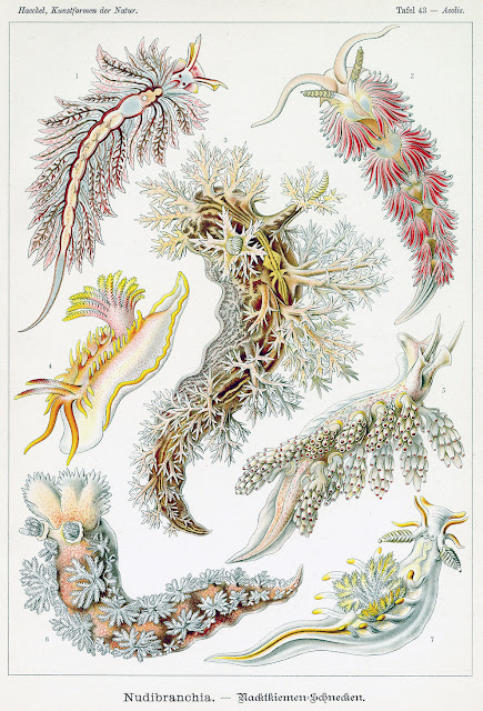 Ernst Haeckel (1834-1919)  - Nudibranchia