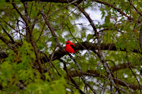 late May, male scarlet tanager