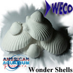 AAP Wonder Shells