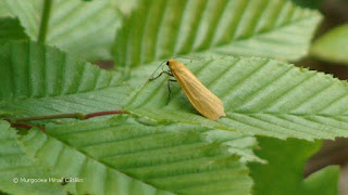 Eilema sororcula DSC172302