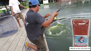 Umpan Serbuk Ikan Mas