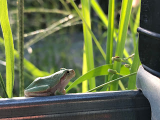 【20220820】ハウス除草中に見つけたカエル