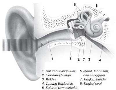 Bagian-bagian Telinga