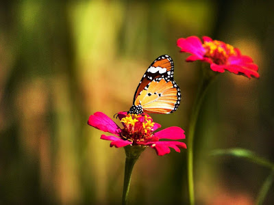 beautiful-butterfly-image