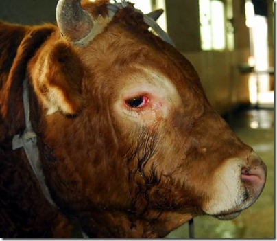 2011-4-16-110416cow01 2011-4-16-110416cow01