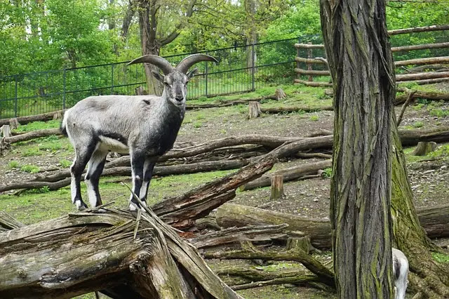 15 Animals with the Longest Horns in the World