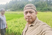 Pola Tanam Padi Serentak Akan Mengurangi Resiko Penyebaran Hama.