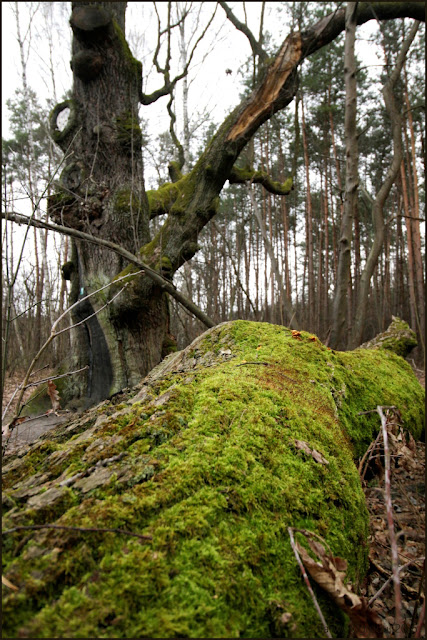 dąb pomnik przyrody