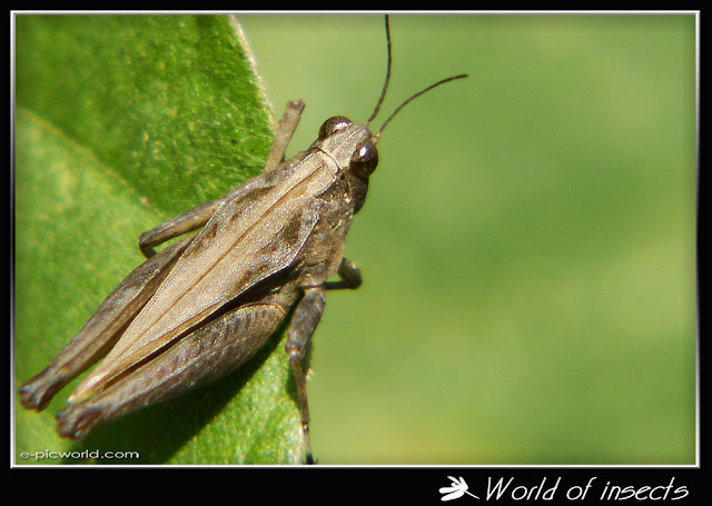 grasshopper picture