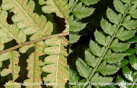 Male Fern, Drypoteris filix-mas, and Soft Shield Fern, Polystichum setiferum.  Pinnules compared.