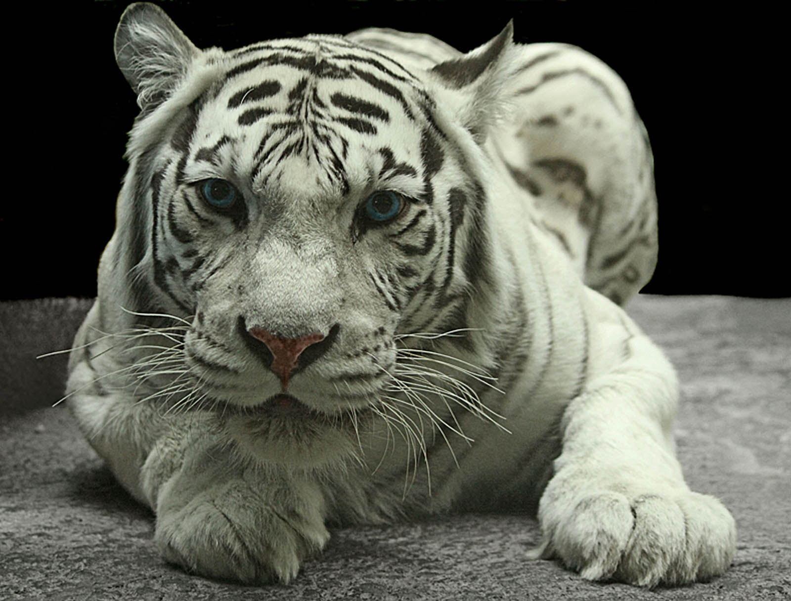  Gambar  3d Harimau  Putih  Markas3d