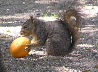 Fox squirrel eating, photo by Rosemary West © 2009