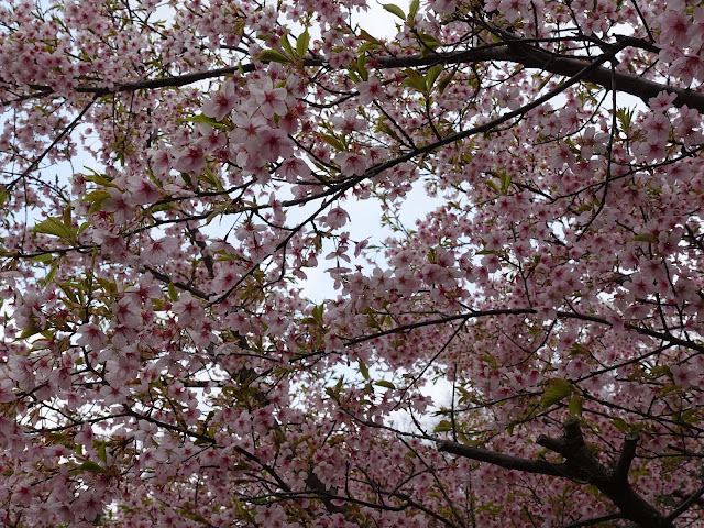 別所川渓流植物園　カワヅザクラ（河津桜）