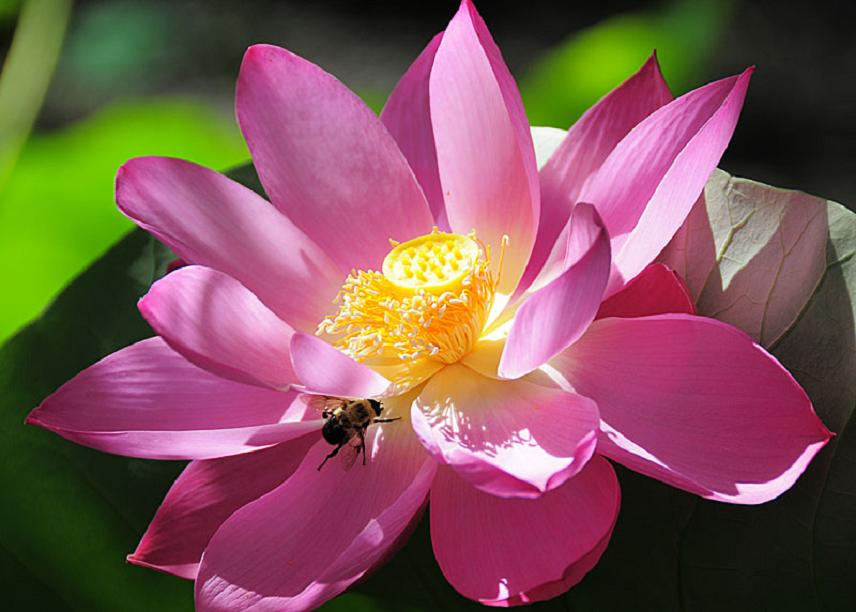Red Lotus Flower Flower HD Wallpapers, Images, PIctures