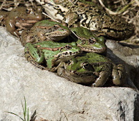 Rana común (Pelophylax perezi)