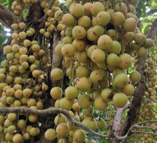 Baccurea sapida