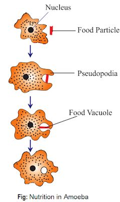 Nutrition in Amoeba-  Class 10 CBSE HUB ONLINE