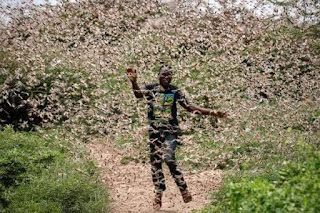 Kenyan man with locust swarn