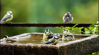 Bathing Bird