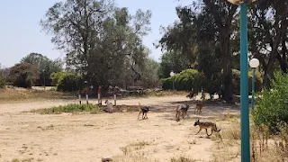 Hungry dogs of Gaza attack deer in Israel