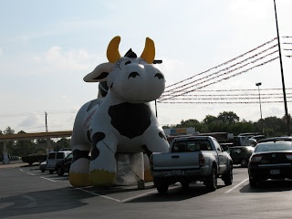 another big cow