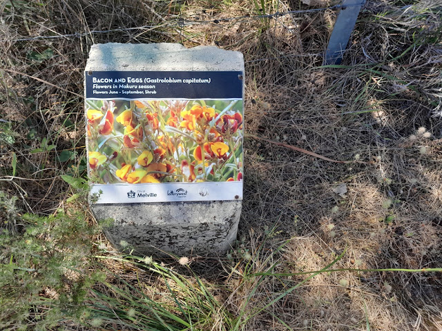 Informational signage showing a photo of wild flowers known as 'Bacon and Eggs'.