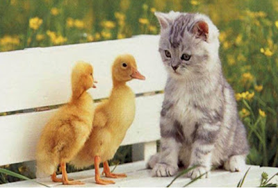 cat with little bird