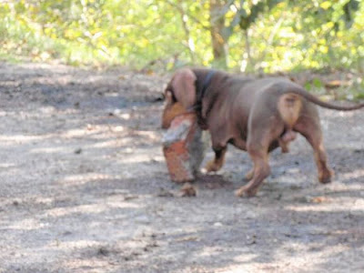 Strong Dachshund Seen On www.coolpicturegallery.us