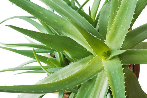 Can Aloe Vera Clear Hormonal Acne Scars In 1 Week The Daily Catchup