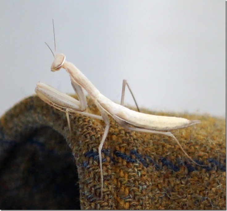 lopez preying mantis 072118 00003