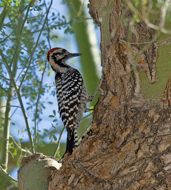 Ladder-backed Woodpecker