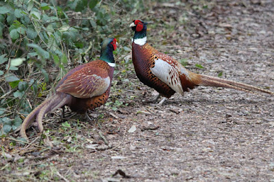 Cock pheasants squaring off
