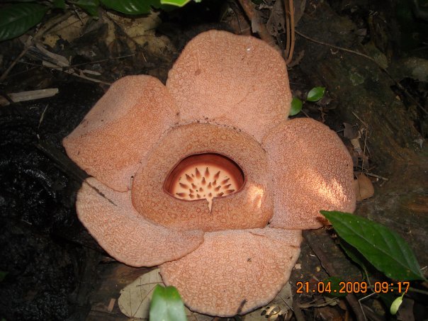 [rafflesia+patma.jpg]