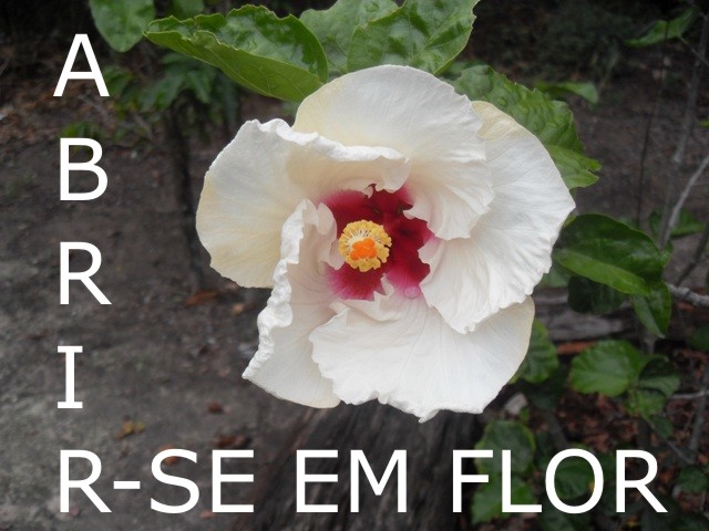 Abrir-se em flor