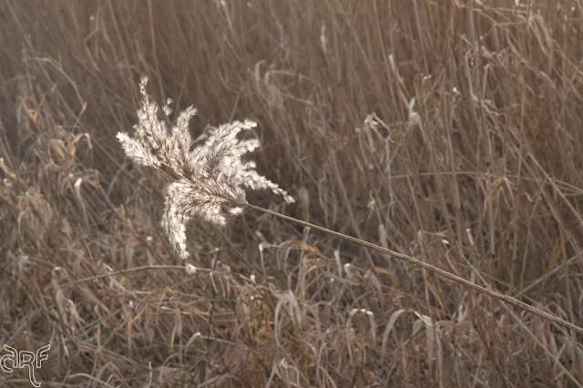 ray of light on reed